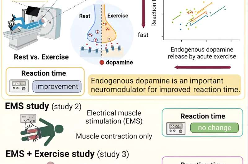 Three experiments to test how dopamine affects cognitive performance during acute exercise. Credit: The Journal of Physiology (2024). DOI: 10.1113/JP285173