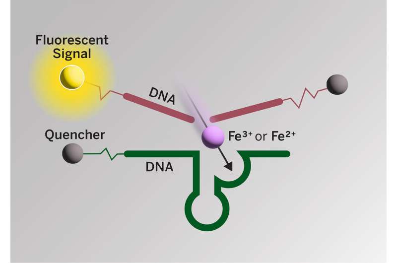 Newfound link between Alzheimer's and iron could lead to new medical interventions