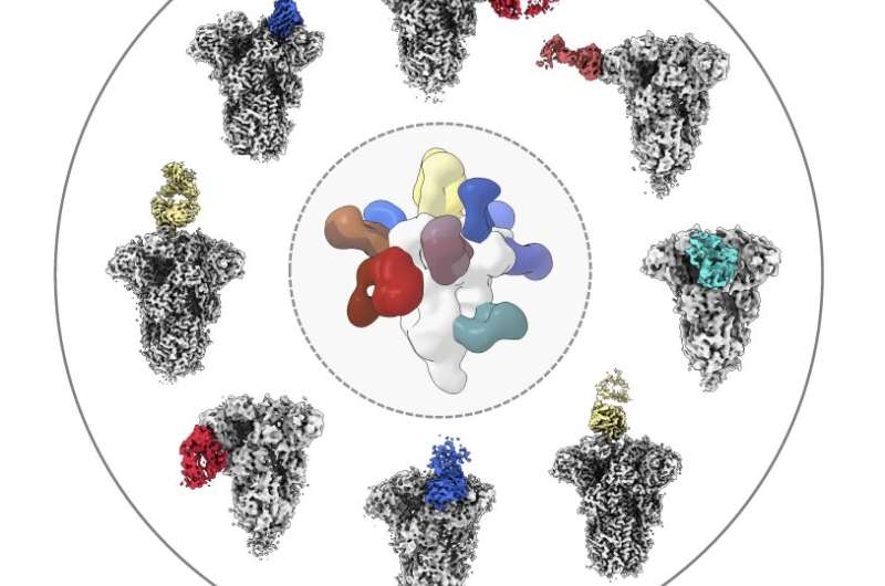 How a COVID-19 infection spurs antibodies against common colds