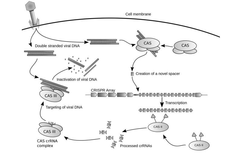 CRISPR treatment slows swelling in hereditary angioedema patients 