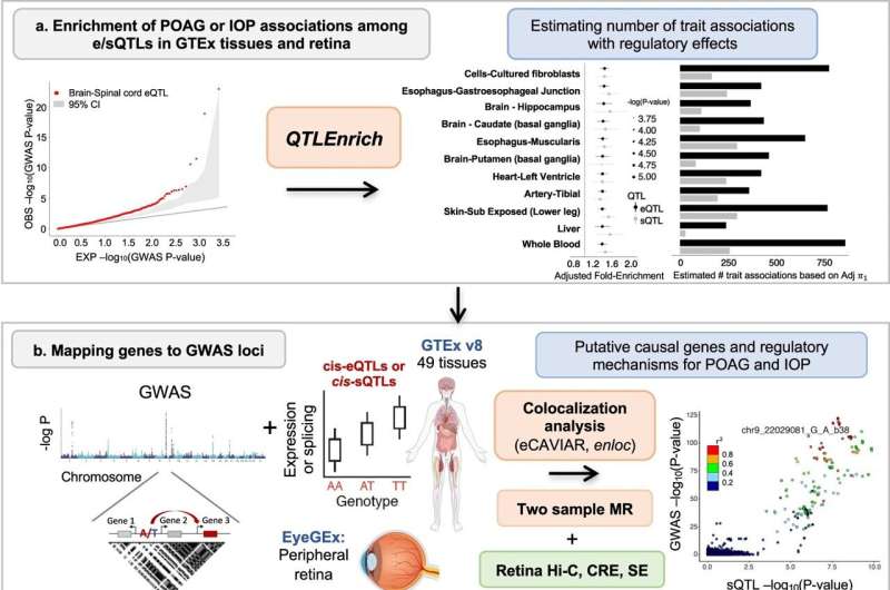 Researchers identify genes and cell types that may have causal role in primary open-angle glaucoma formation