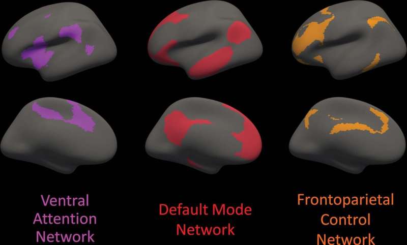 White matter integrity disrupted in people with Alzheimer's gene mutation 