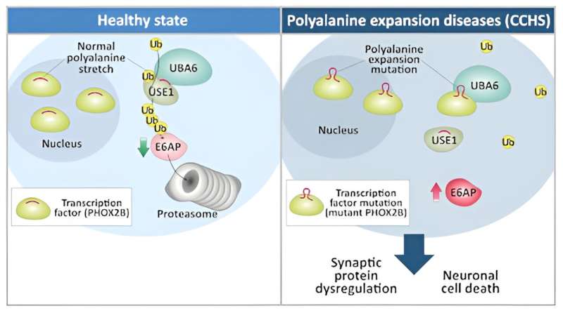 Breakthrough in understanding the cause of a rare and life-threatening condition related to sleep apnea