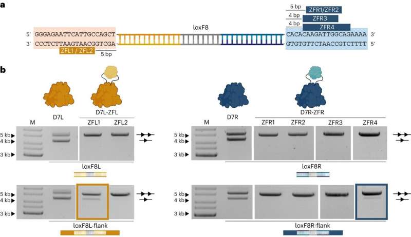 New genome editing tools unlock possibilities for precision medicine