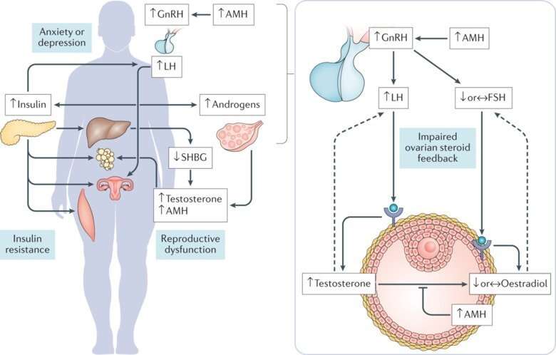 Preventing the development of polycystic ovary syndrome