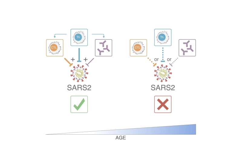 T cells take the lead in controlling SARS-CoV-2 and reducing COVID-19 disease severity