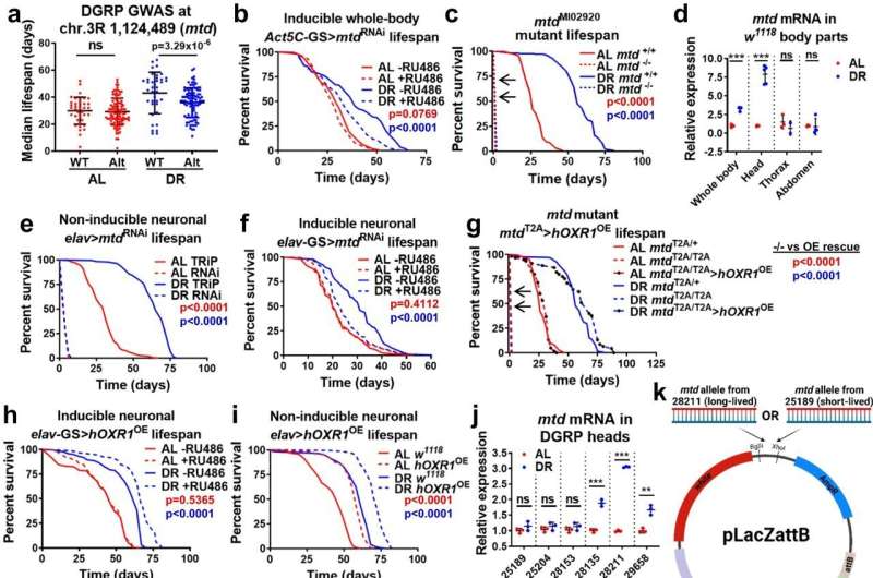 Scientists identify how dietary restriction slows brain aging and increases lifespan