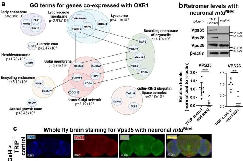 Scientists identify how dietary restriction slows brain aging and increases lifespan