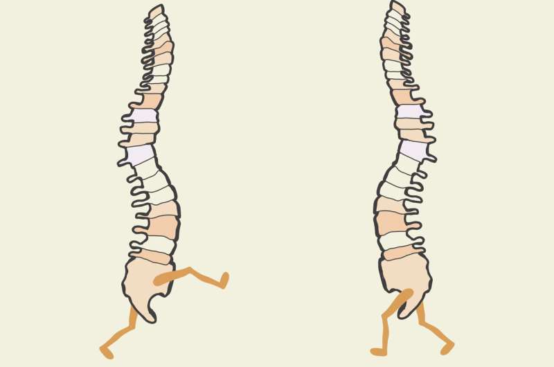 Scientists discover groups of spinal cord neurons that allow for brain-independent motor learning