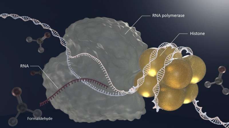 Study highlights impact of aldehydes on DNA damage and aging