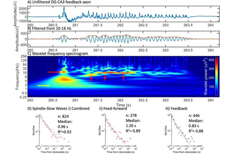 Researchers find new origin of deep brain waves