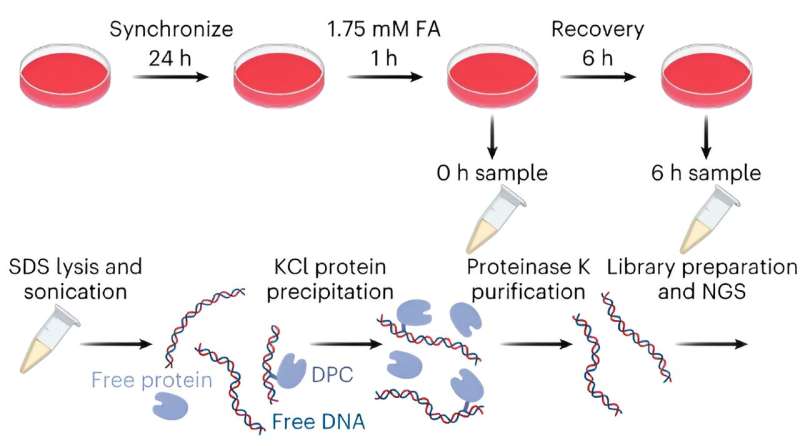 Cockayne syndrome: New insights into cellular DNA repair mechanism