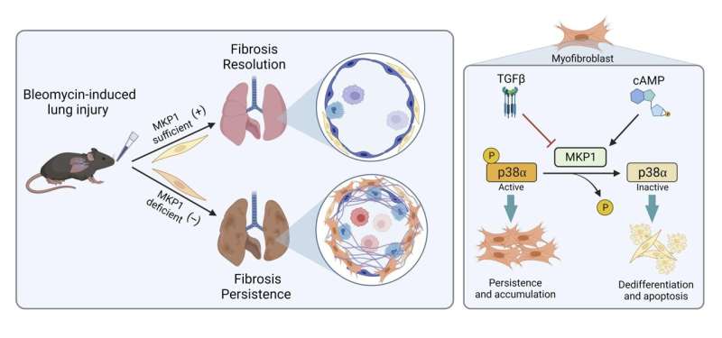 Study reveals potential to reverse lung fibrosis using the body's own healing technique