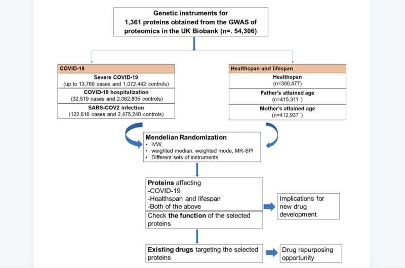 Identifying proteins causally related to COVID-19, healthspan and lifespan