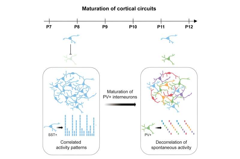 Researchers identify neurons responsible for key activity transition in brain development