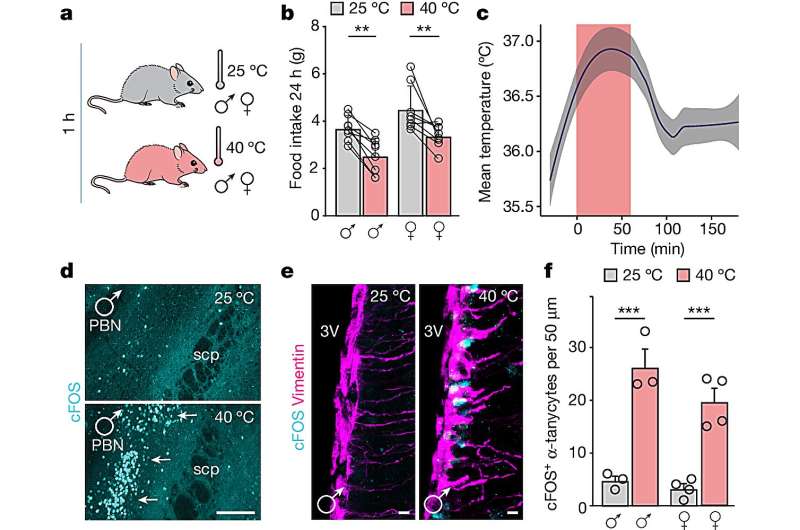 Unraveling the neural circuit behind reduced food intake in high temperatures