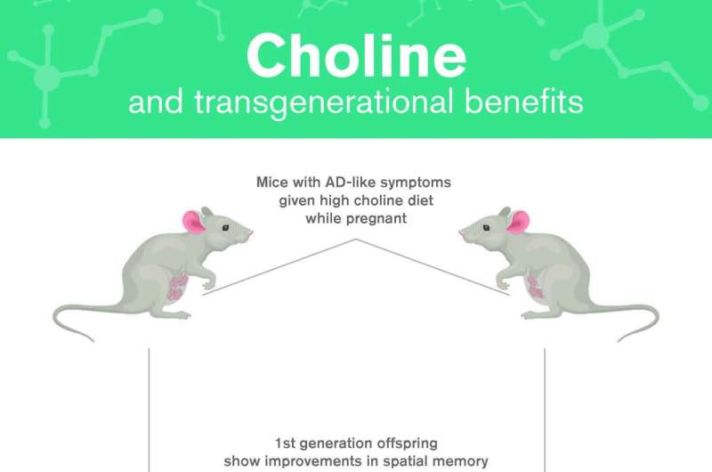 Essential nutrient may help fight Alzheimer's across generations 