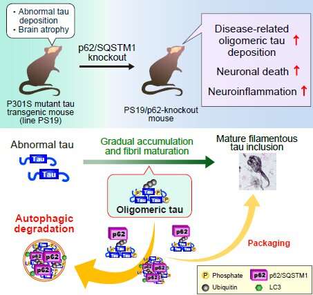 Protecting the brain from dementia-inducing abnormal protein aggregates 