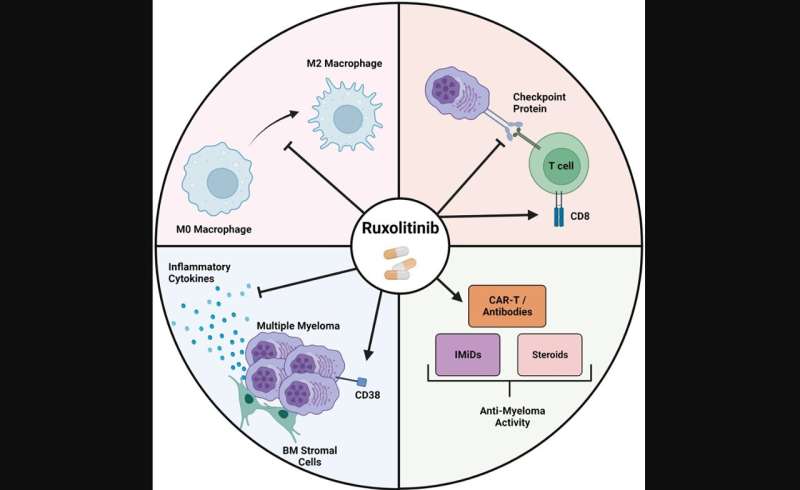 Ruxolitinib exerts its anti-myeloma effects through several mechanisms. Credit: Oncotarget (2024). DOI: 10.18632/oncotarget.28547