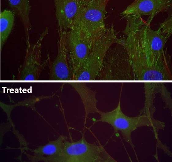 Chemical stimuli can support growing of stable cartilage cells