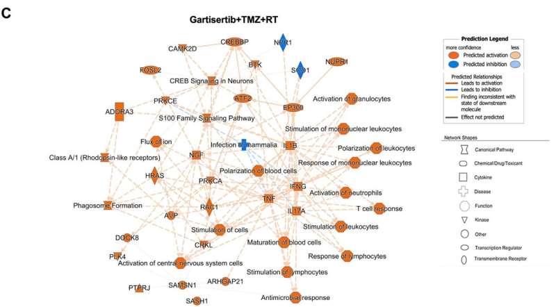 Upregulated genes and pathways enriched in glioblastoma cell lines treated with gartisertib combined with TMZ+RT. Credit: Oncotarget (2024). DOI: 10.18632/oncotarget.28551