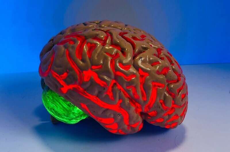 brain