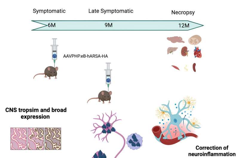 New gene therapy for metachromatic leukodystrophy proves effective in mice