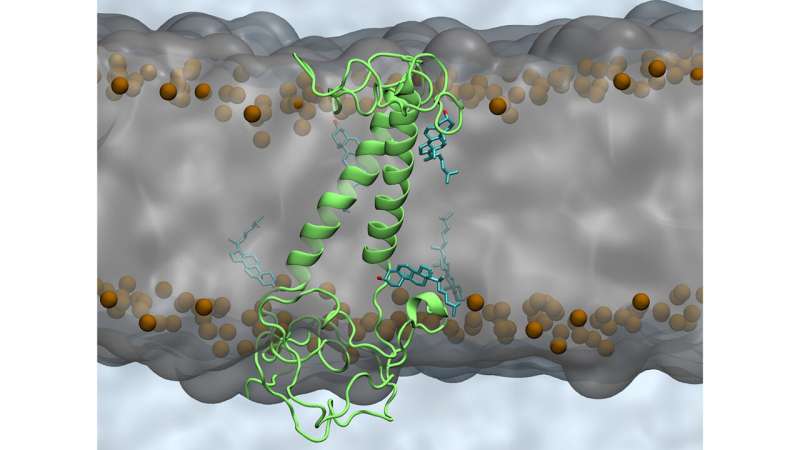 Brain cell membranes' lipids may play big role in Alzheimer's progression 