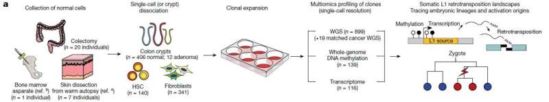 'Jumping genes' found to alter human colon genomes, offering insights into aging and tumorigenesis