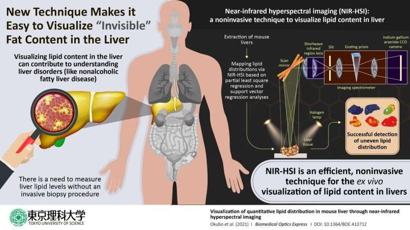 Quantitative detection of fatty liver disease by assessing fat distribution in the liver 