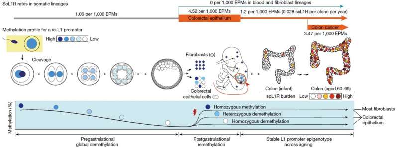 'Jumping genes' found to alter human colon genomes, offering insights into aging and tumorigenesis 