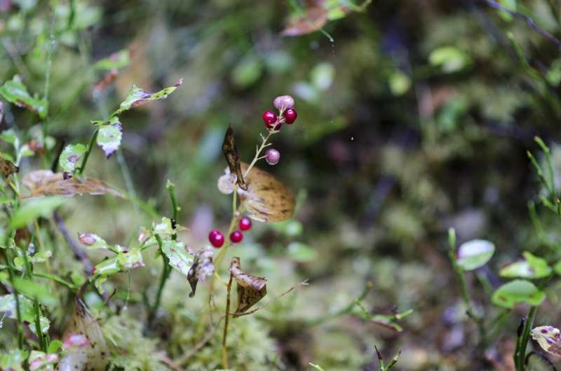 lingon berries