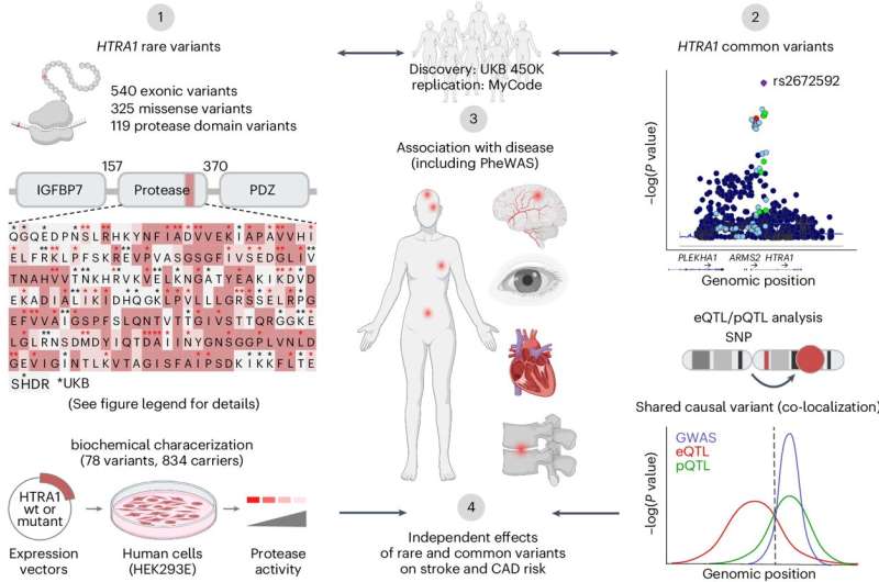 Stroke genetics: Independent HTRA1 mechanisms increase risk, shows study