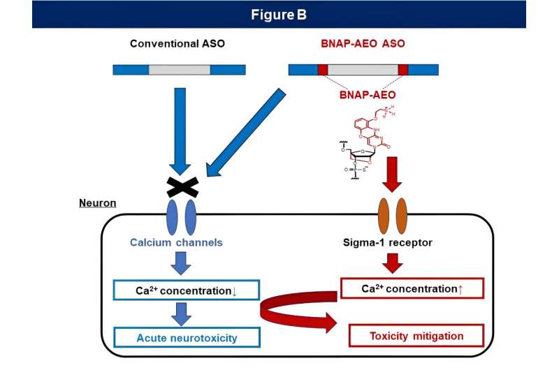 Sweet move: a modified sugar enhances antisense oligonucleotide safety and efficacy