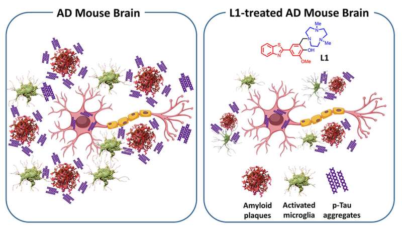 Molecule reduces multiple pathologies associated with Alzheimer's disease 