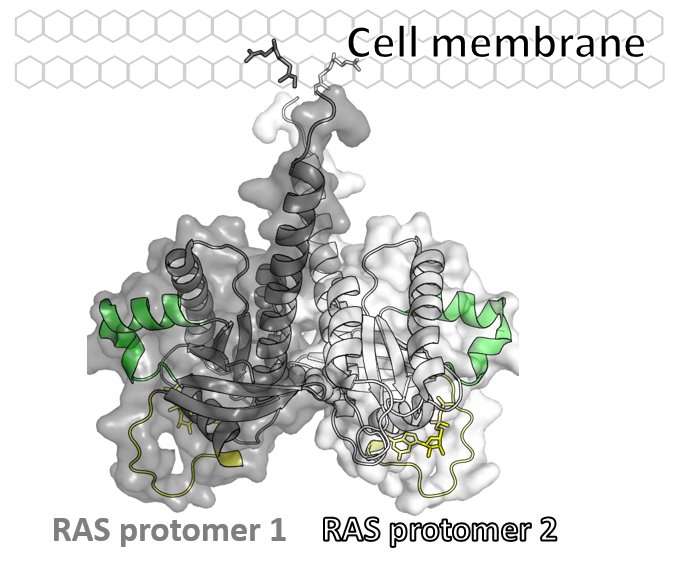 Researchers demonstrate RAS dimers are essential for cancer