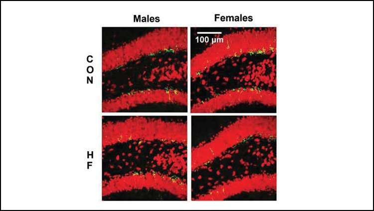 High fat diet impairs new neuron creation in female mice 