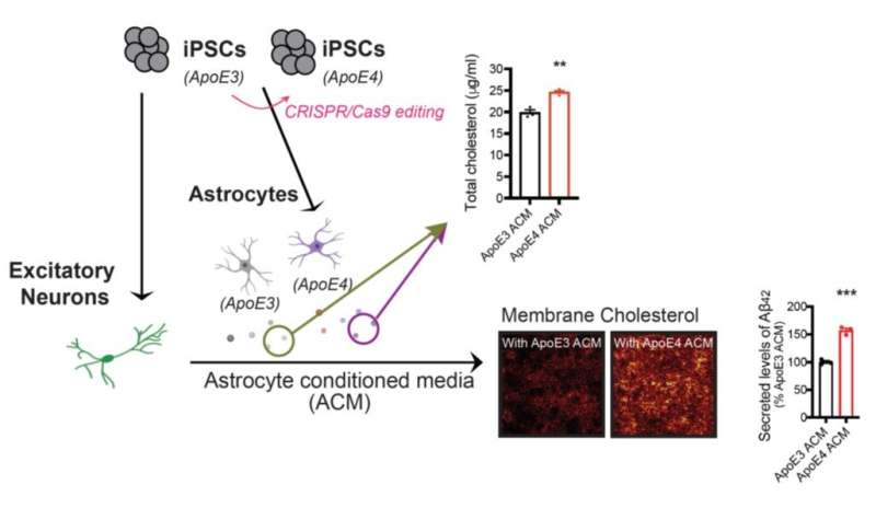 Stem cells model genetic risk for developing Alzheimer's disease 