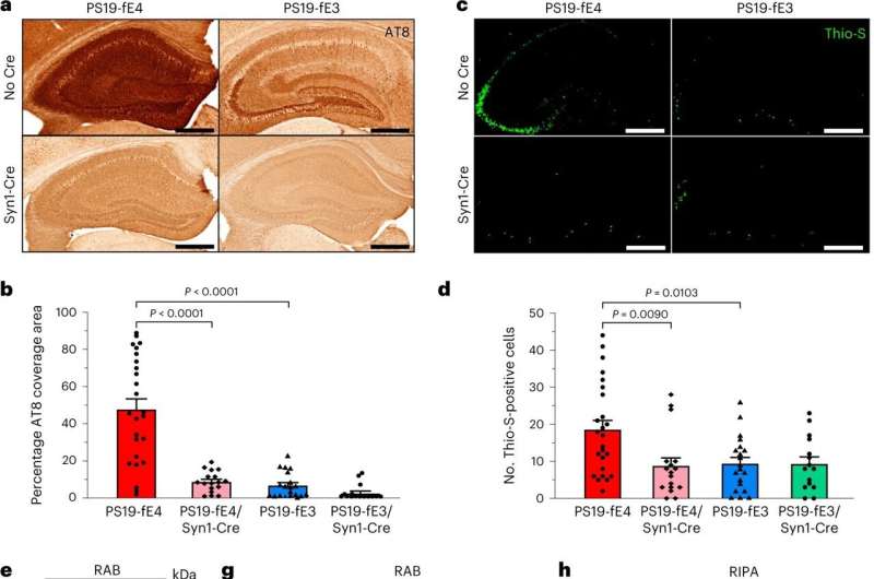 Impact of key Alzheimer's protein depends on type of brain cell in which it is produced 