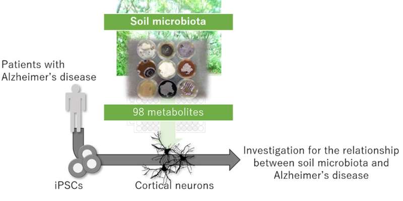 Dirt can modulate the pathology in Alzheimer's disease 