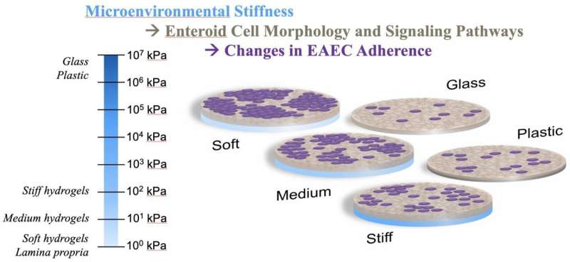 Pathogens get comfy in designer goo