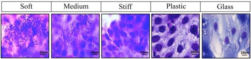 Pathogens get comfy in designer goo