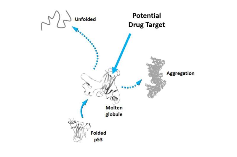 The genome guardian turns to the dark side: Opportunity for drug discovery against cancer? 