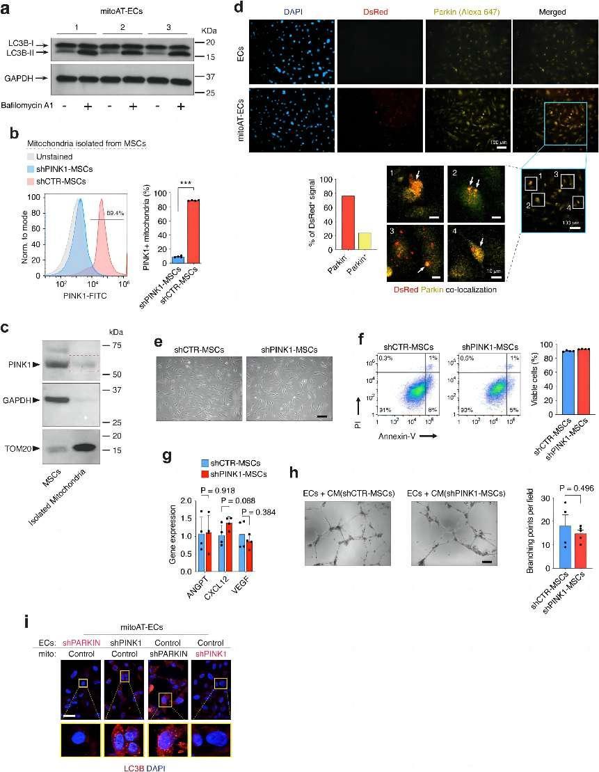 The role of intercellular mitochondrial transfer in disease treatment and prognosis