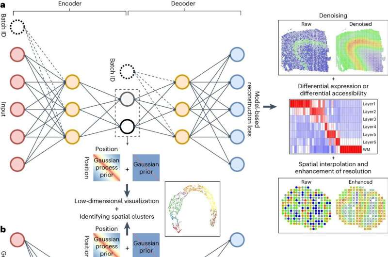 Researchers develop new tool to aid processing of spatial transcriptomic data 