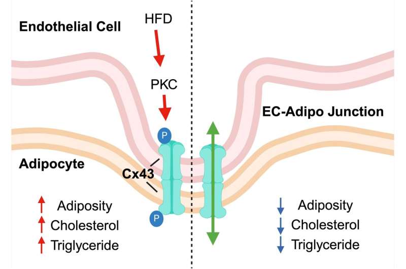 Researchers ID Potential Cause behind the Blood Vessel Dysfunction in Obesity