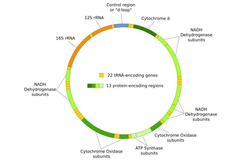 The rate, nature and transmission of mitochondrial DNA mutations in humans