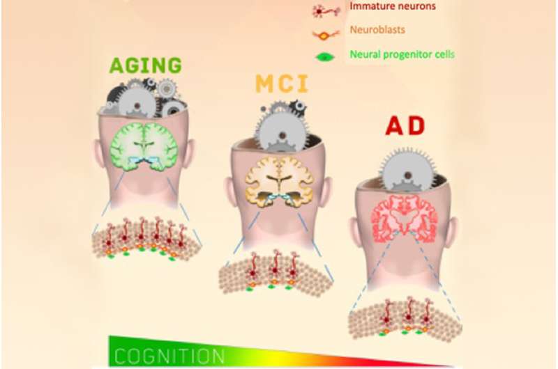 New neurons form in the brain into tenth decade of life, even in people with Alzheimer's