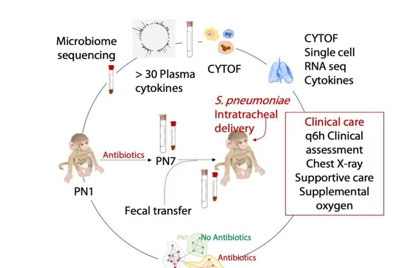 Fecal transplants show promise for protecting newborns receiving antibiotics