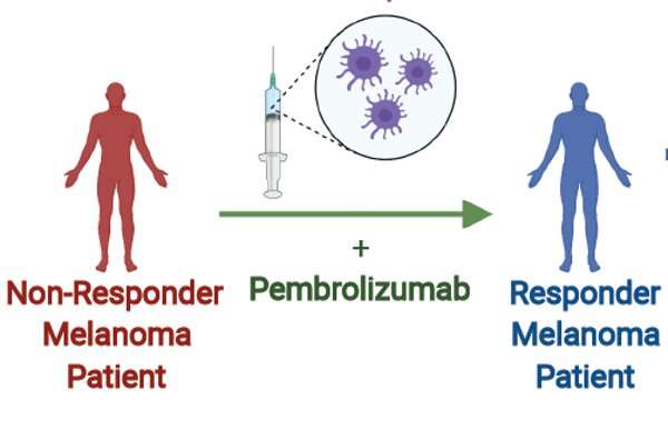 Fecal microbe transplants help cancer patients respond to immunotherapy and shrink tumors